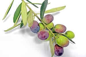 Grüne Oliven werden unreif geerntet