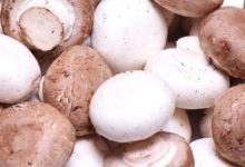 Photo of Pilze Kalorien und Nährwerte der Speisepilze und deren Naturheilfkraft