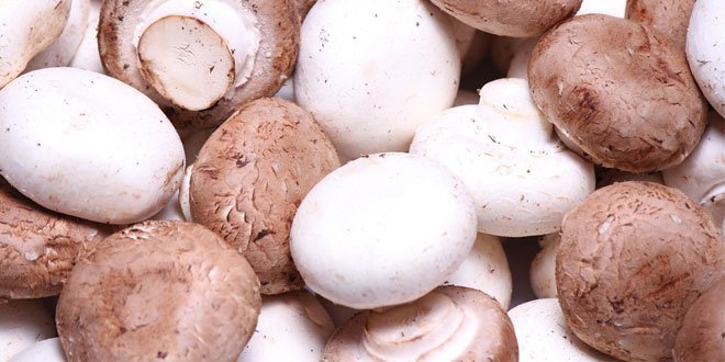 Pilze Kalorien und Nährwerte der Schwammerl sind nicht nur lecker, sie tragen auch zur gesunden Ernährung bei.