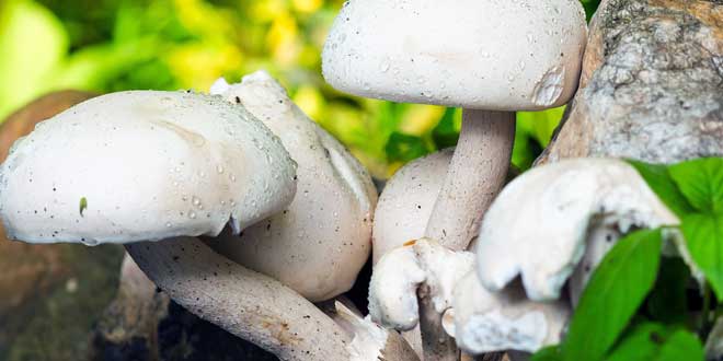Champignons Kalorien und Nährwerte der beliebten Pilze