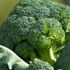 Geerntet wird Broccoli, sobald die mittlere Blume gut ausgebildet und noch geschlossen ist.