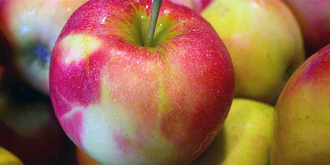 Stärken Äpfel das immunsystem - Alle Auswahl unter allen analysierten Stärken Äpfel das immunsystem!