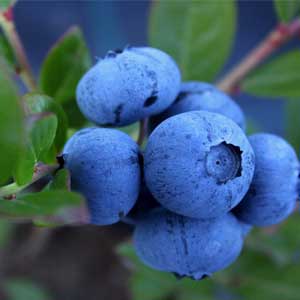 Heidelbeeren (Blaubeeren) enthalten hohe Mengen an Gerbstoffen