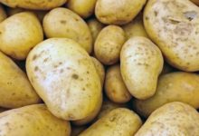 Photo of So können Sie die Kartoffel gesund Zubereiten
