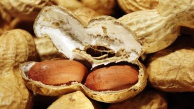 Photo of Erdnüsse, Kalorien und Nährwerte der Energiespender
