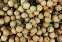 Photo of Longan Kalorien und Nährwerte der Dimocarpus longan