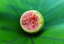 Photo of Guaven – Kalorien und Nährwerte der Psidium guajava