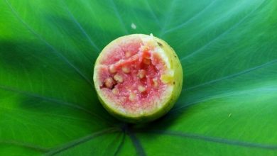 Photo of Guaven – Kalorien und Nährwerte der Psidium guajava