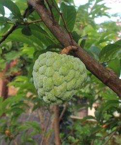 Die Cherimoya ist eine herzförmige, apfelgroße, mit einer ledrig weichen, dünnen und glatten Schale versehene Frucht.