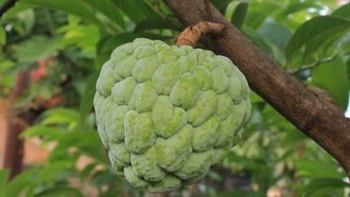 Photo of Cherimoya – Kalorien und Nährwerte der Annona cherimola