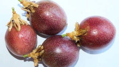 Photo of Grenadillen – Kalorien und Nährwerte der Passiflora