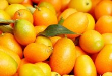 Photo of Kumquat – Kalorien und Nährwerte der Citrus japonica