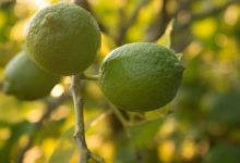 Photo of Limequat – Kalorien und Nährwerte