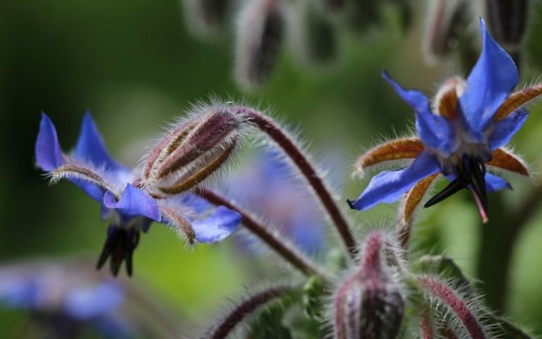 Borretsch (Borago officinalis) und Borretschöl als Küchenkraut bekannt