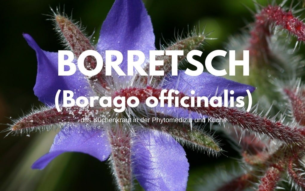 Borretsch und Borretschöl (Borago officinalis) | Erfahren Sie alles zur Pflege über dieses Küchenkraut