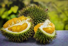 Photo of Die Durian Frucht oder Zibetfrucht, Stinkfrucht genannt