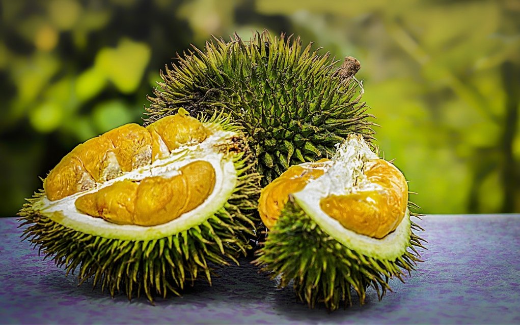 Die Durian Frucht oder Zibetfrucht, Stinkfrucht genannt