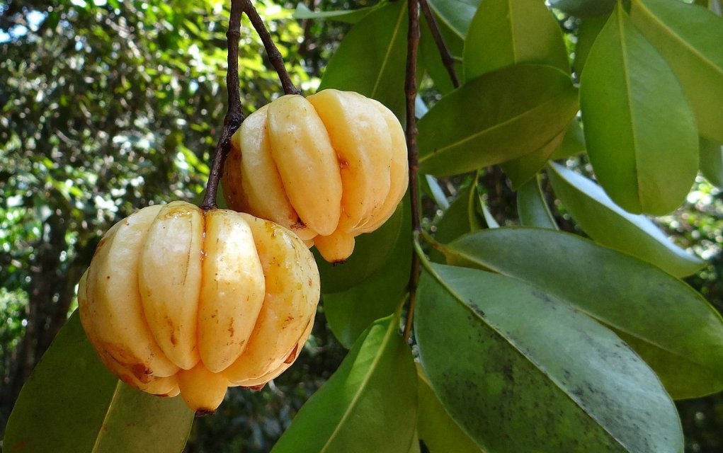 Garcinia Cambogia zum Abnehmen, Wunderfrucht oder Abnehmmythos